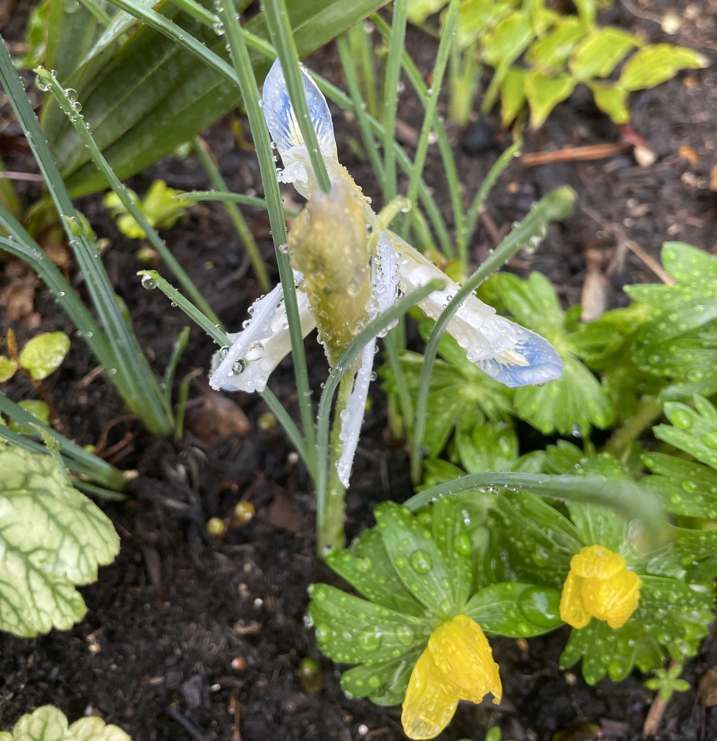  First iris reticulata of the year, Katharine Hodgkin, making a valiant effort to open in this incessantly wet weather! 07 Feb 2026