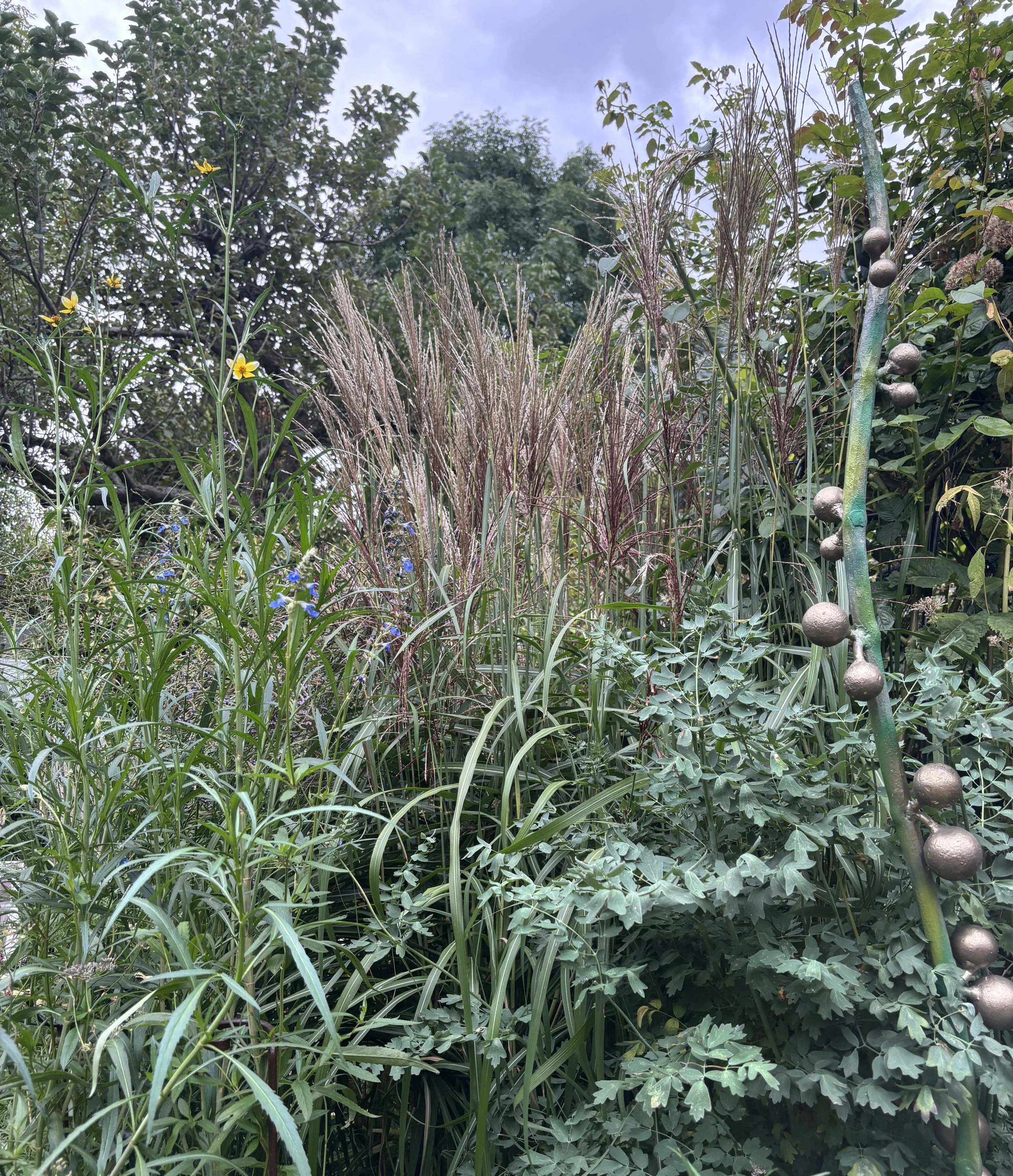 Week ending 13 Sept. I love the garden at this time of year. Copper miscanthus and willowy salvia uliginosa and bidens Hannay's Lemon Drops