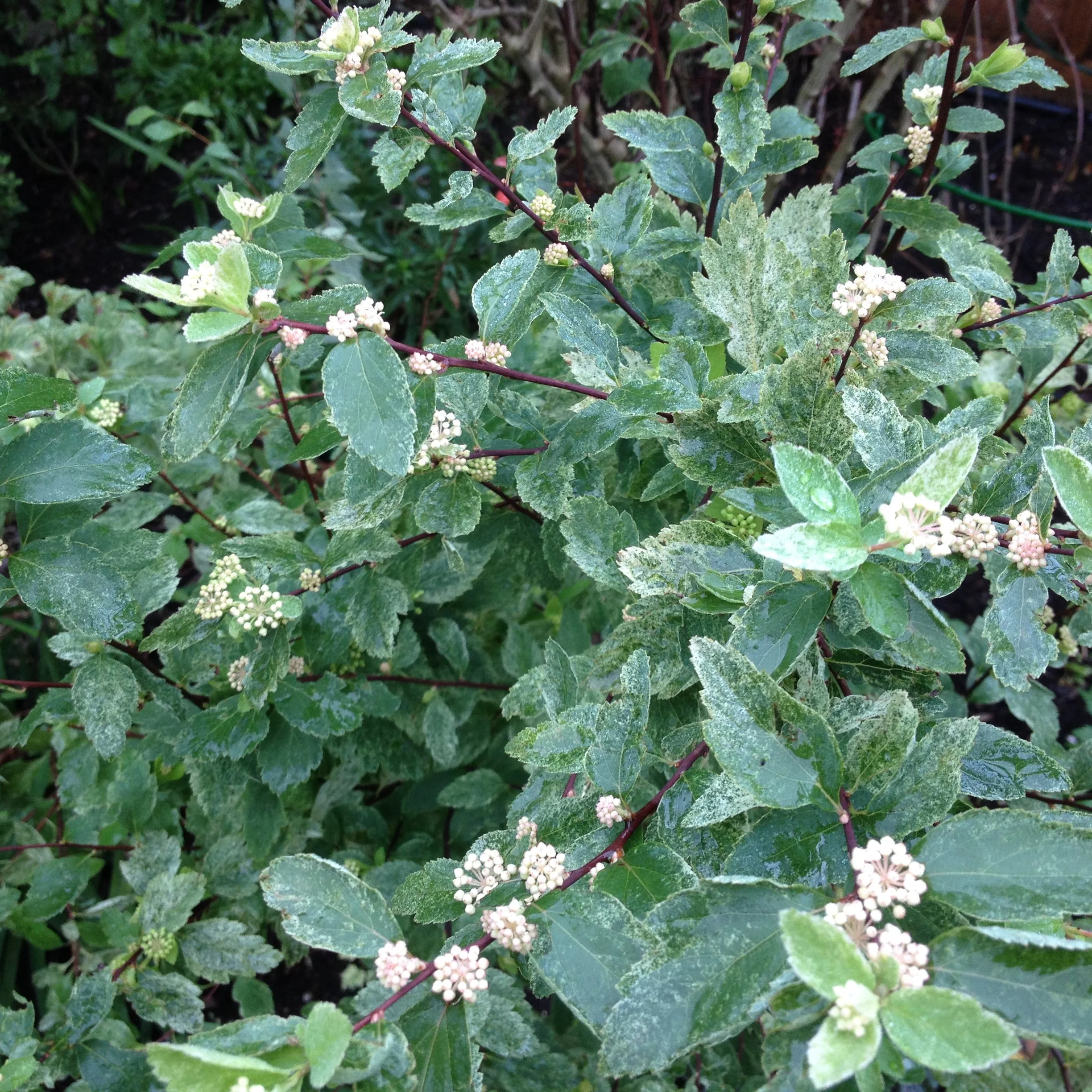 spiraea Pink ICe.JPG