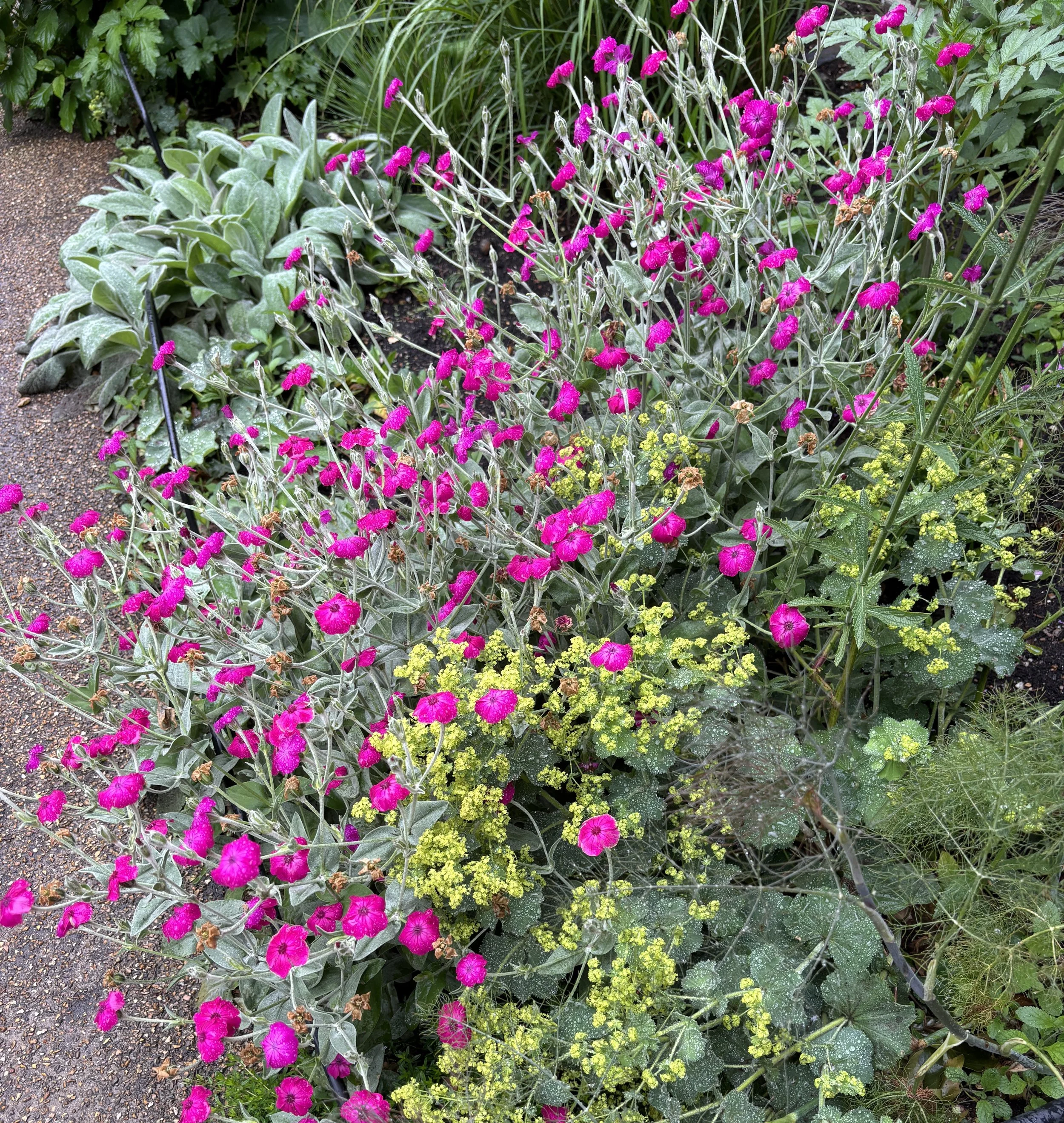 Week ending June 14. No apologies for yet more yellow. Here, outside Kenwood Bookshop, is lychnis with alchemilla mollis and grey stachys. Magic!