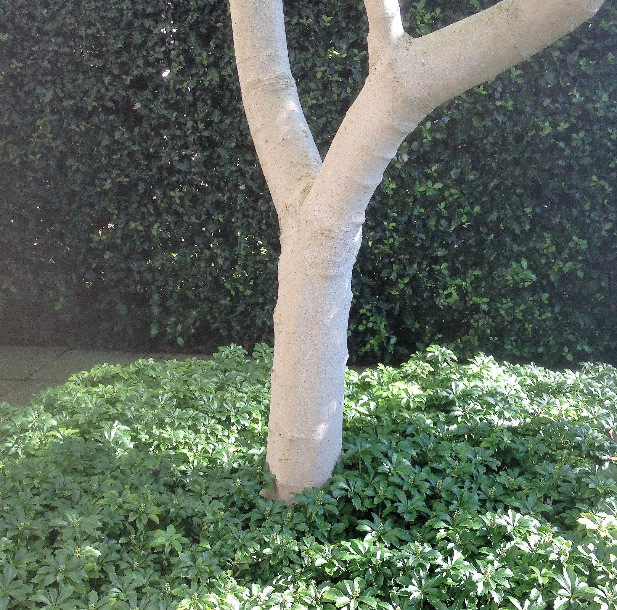 One of the best ground cover plants is pachysandra terminalis, here underneath Eunice's magnolia. It always looks the same and is good for formal designs. 02 Dec 2025