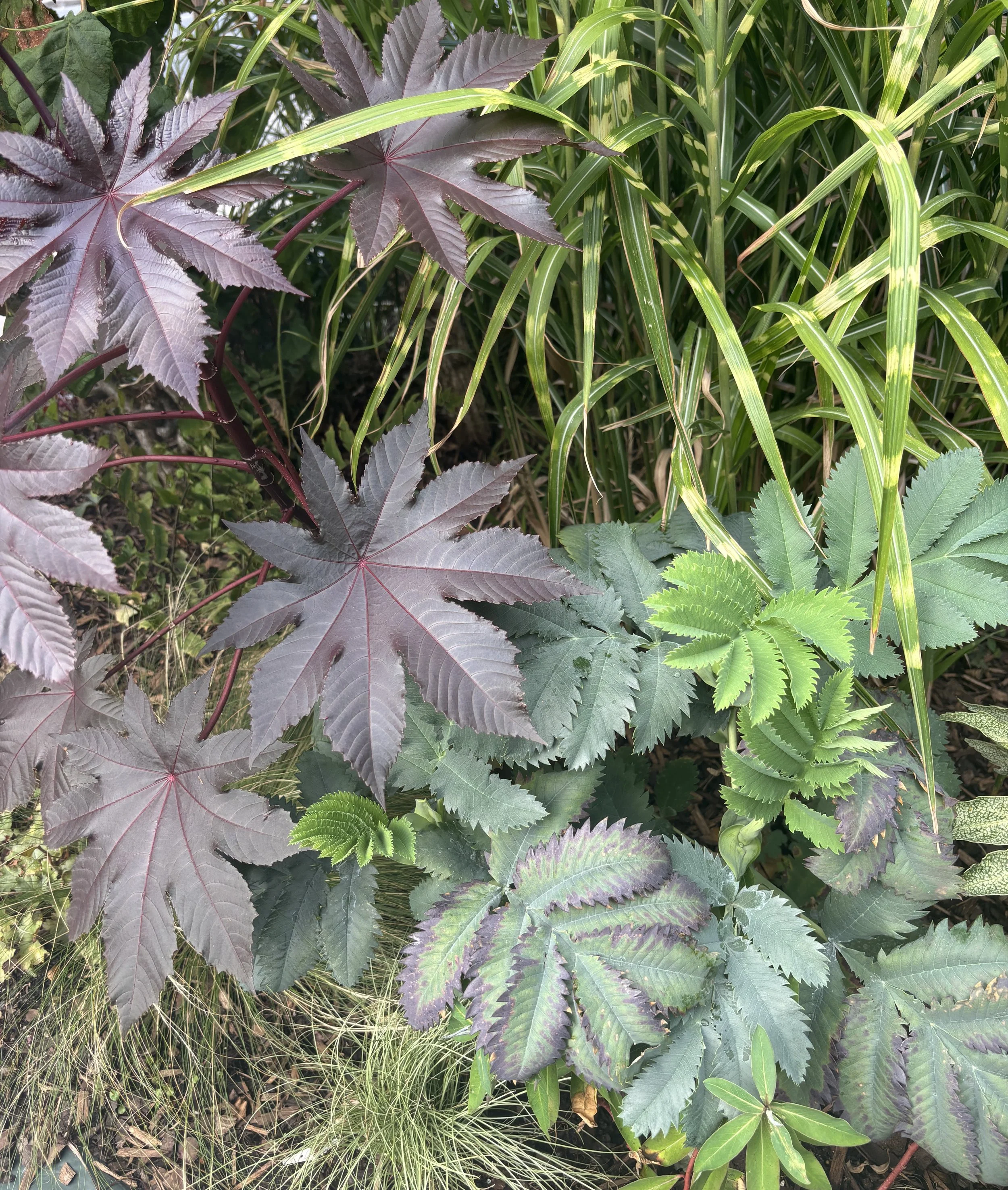 week ending 13 Sept. Our front garden looks great right now, with contrasting foliage plants front and centre. Here is ricinis and melianthus major, with miscanthus zebrinus in the background.