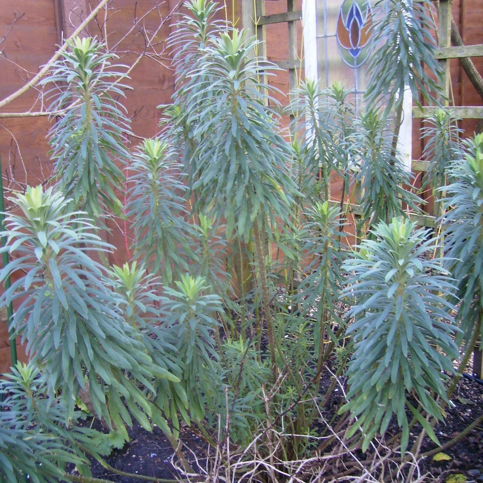 Euphorbia characias Wulfenii, a beast of s thing! Exotic evergreen that looks good all yar round and is tough as old boots. 15 Jan 2026