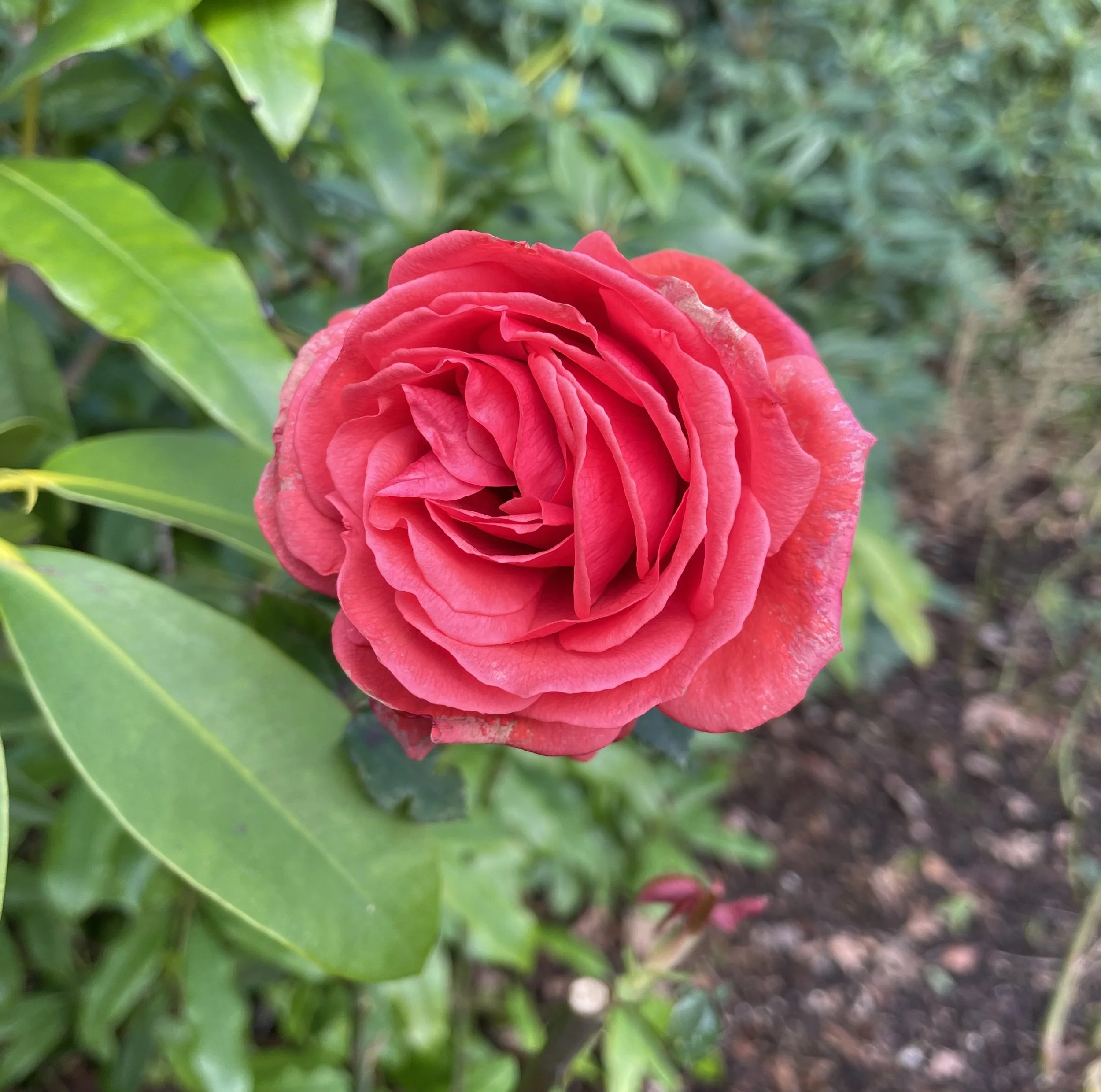 Happy New Year! A single red rose, what better way to start 2026. 01 January 2026