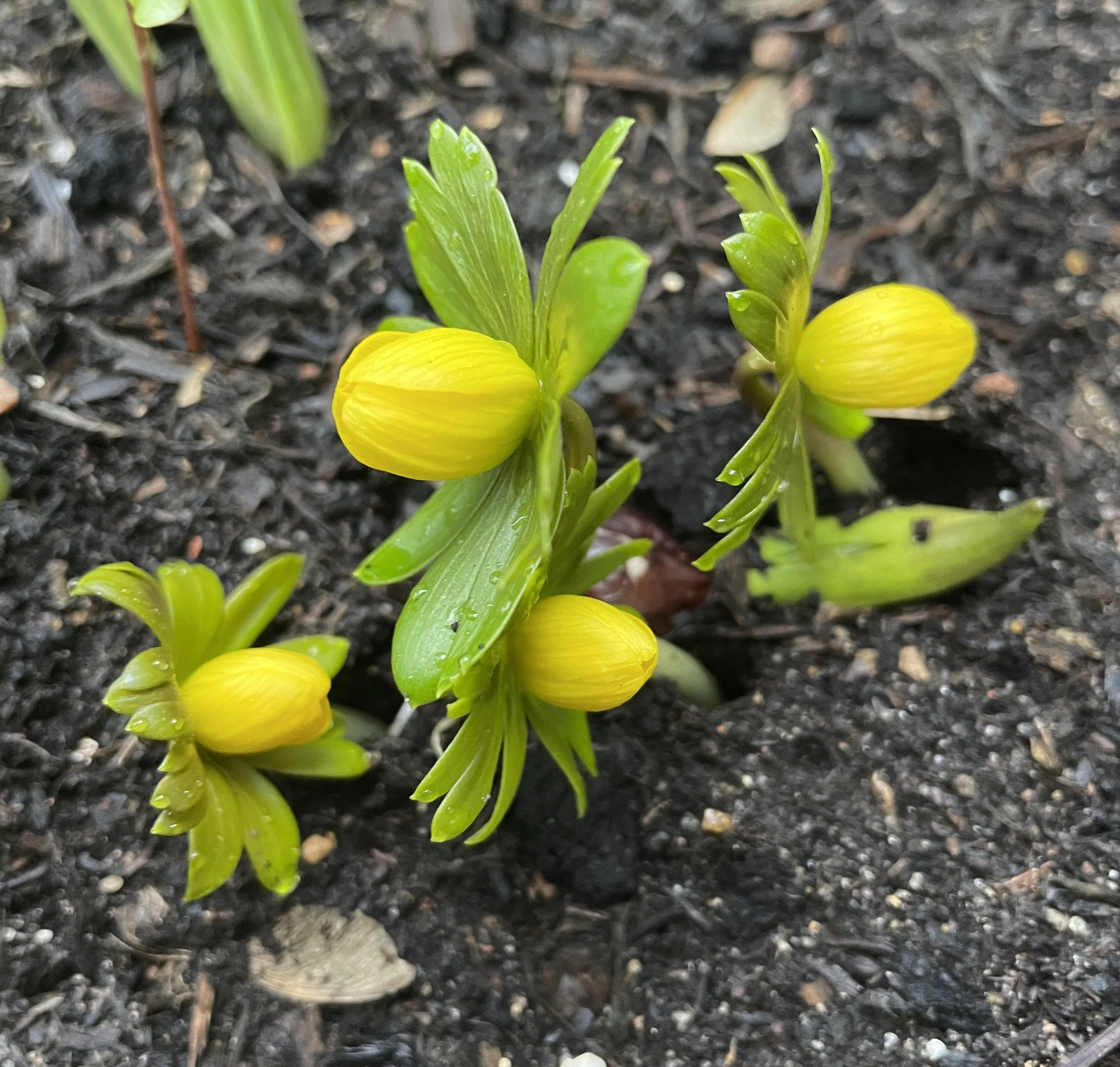 Winter aconites in our front garden. We are on the cusp of spring! 19 Jan 2026