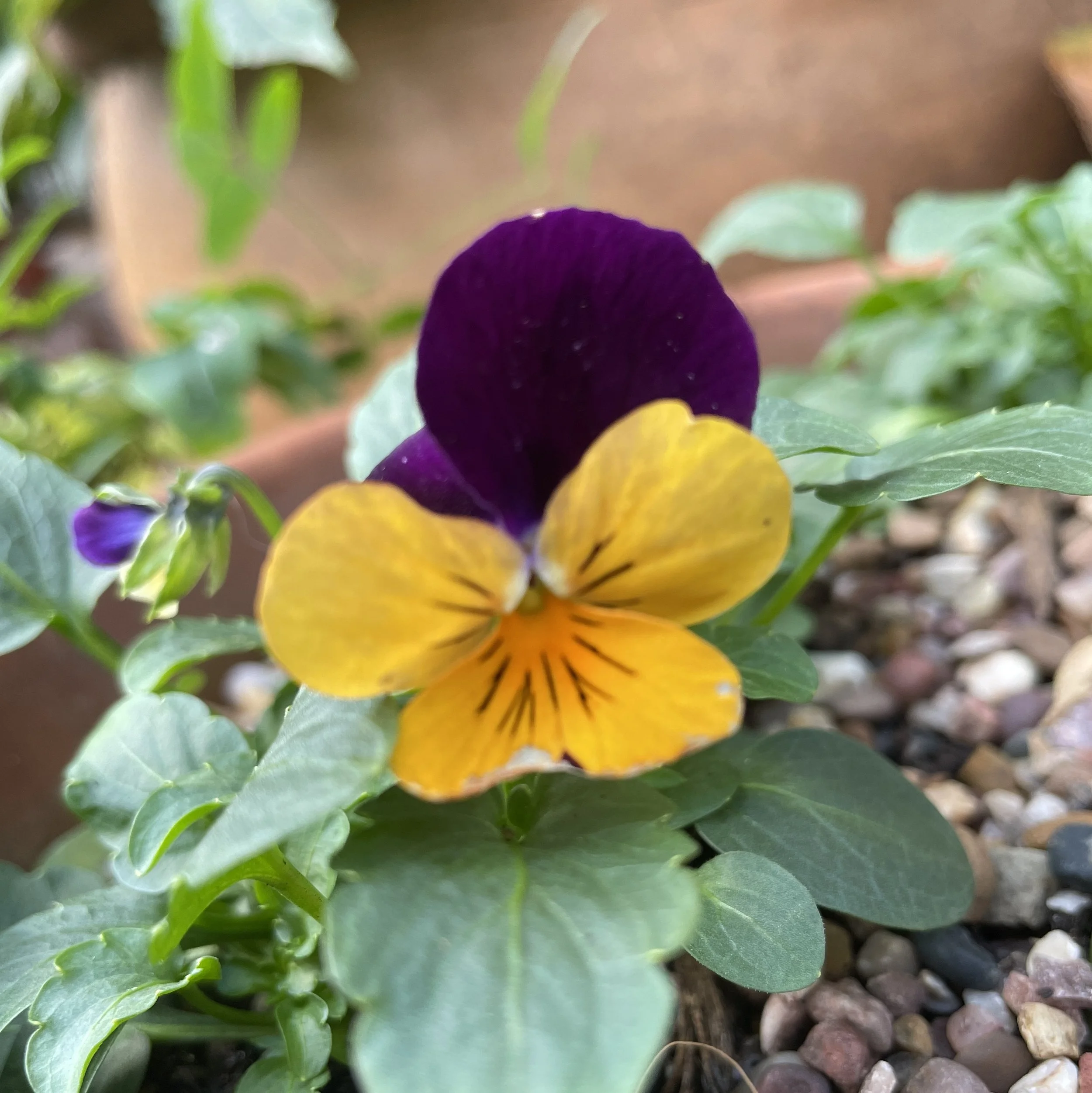 I just love violas, their flowers are so jolly. A welcome addition to the bulb planters  on the Catio. 14 Dec 2025