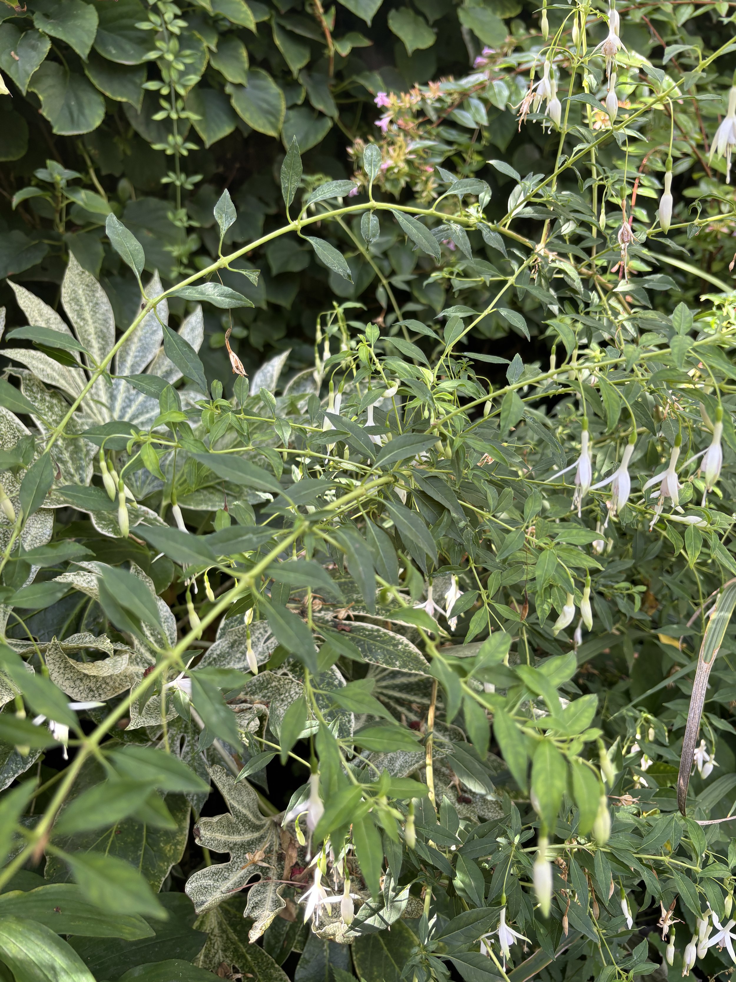 Week ending 6 Sept. In the shadiest border, fuchsia Hawkshead is arching gracefully over fatsia Spiders Web. Magic. 