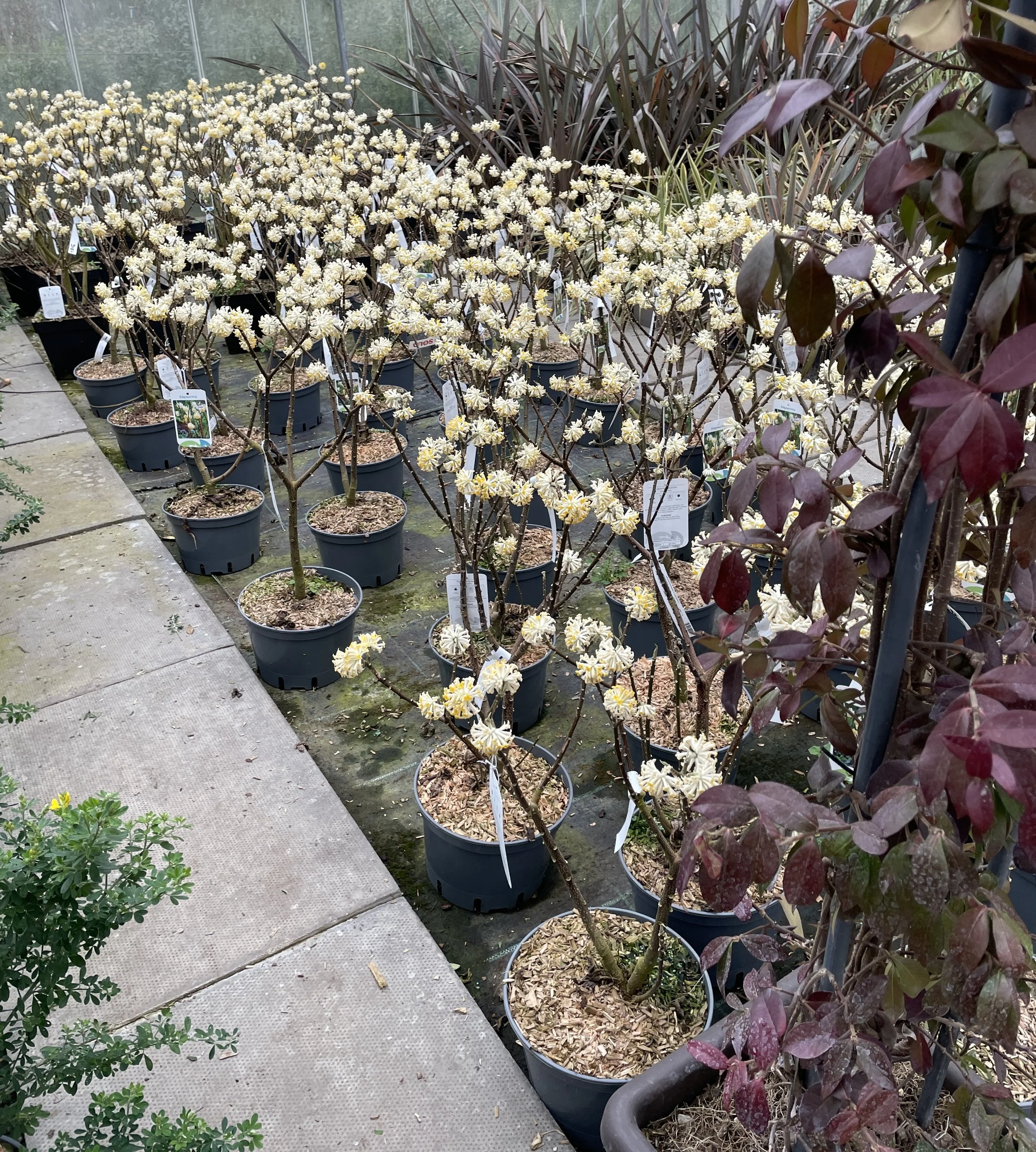 Edgworthia, a highly fragranced, early flowering shrub, really eye-catching in the winter border. Seen here en masse at Europlants UK Ltd 18 Feb 2026
