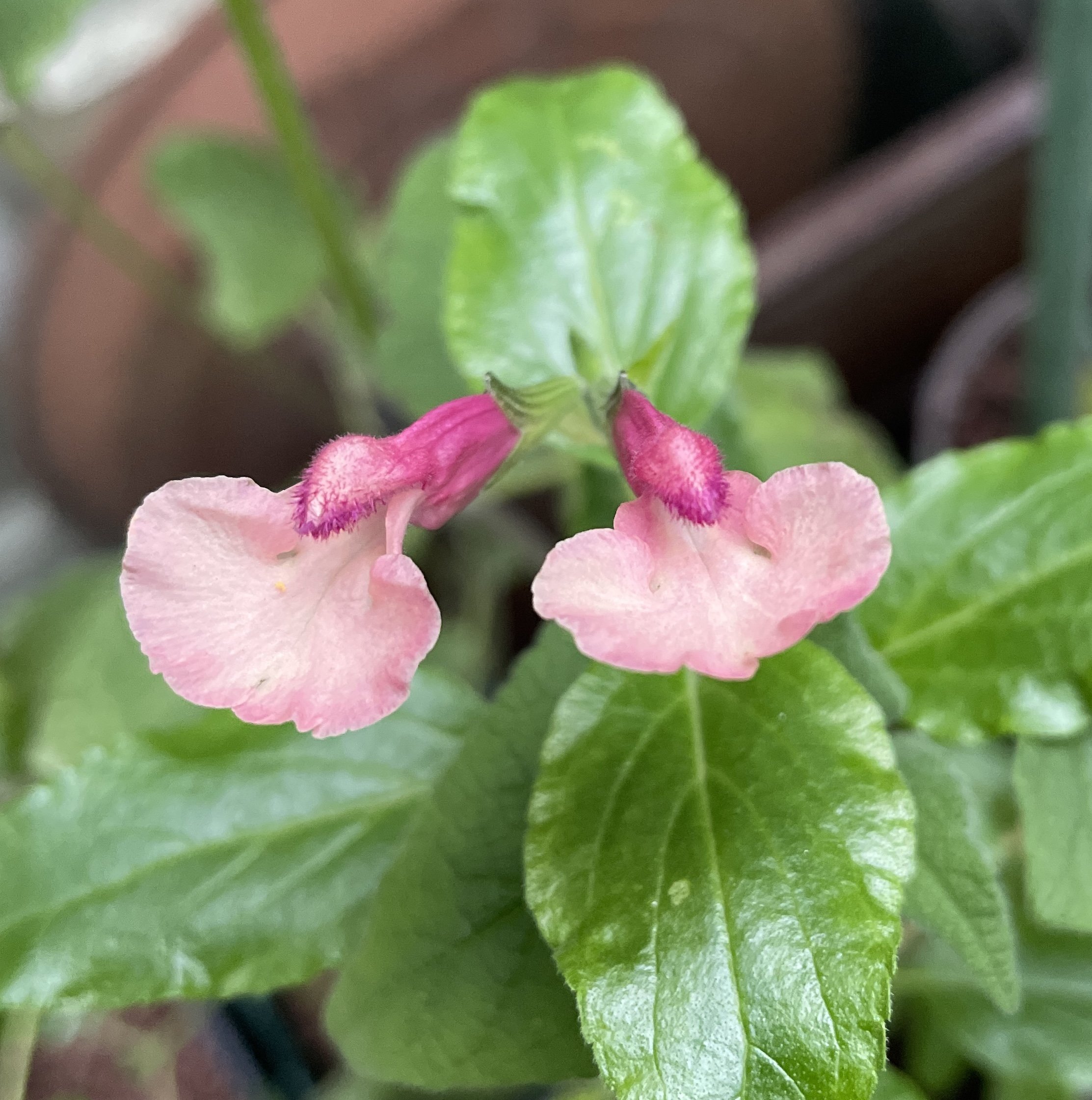 One of my favourite shrubby salvias, these little blooms are on a cutting taken this summer and overwintering in the greenhouse. 29 Nov 2025