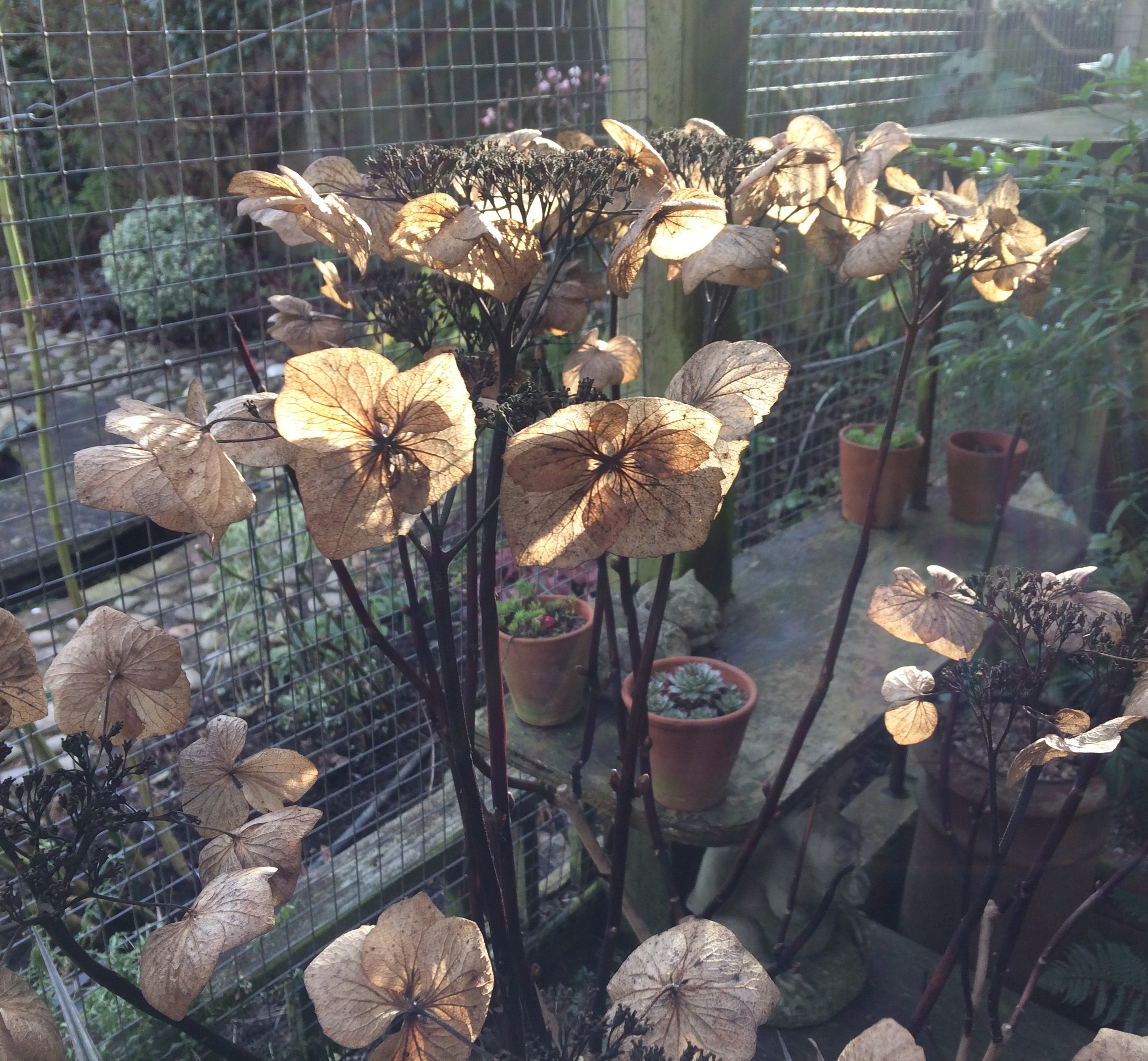 Winter Solstice! Best to leave hydrangea flowers on over winter to protect the new buds below, and they look great frosted. 21 Dec 2025