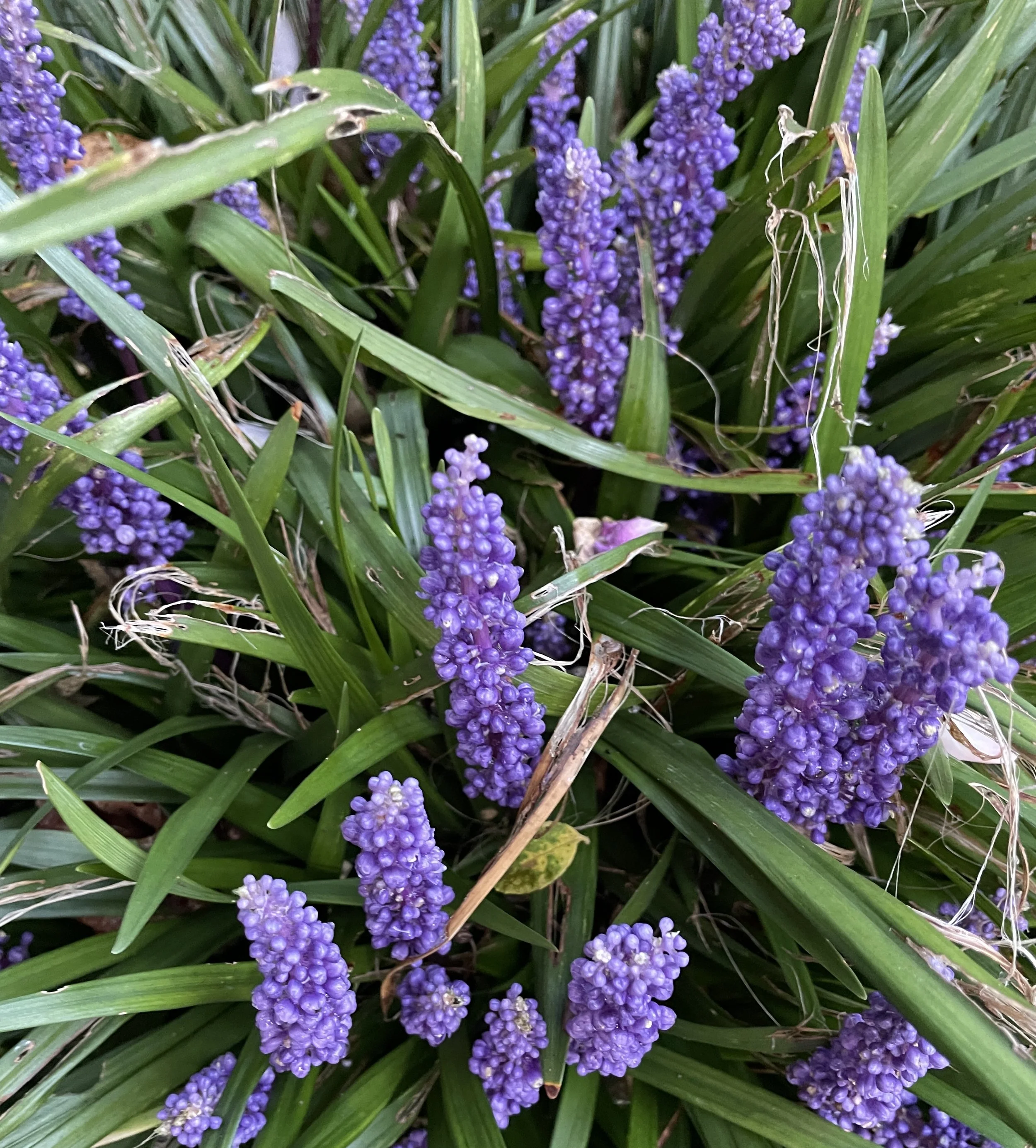 A prolific autumn for common or garden liriope in Liz's front garden, I cant get it to flower in mine! 12 Sept