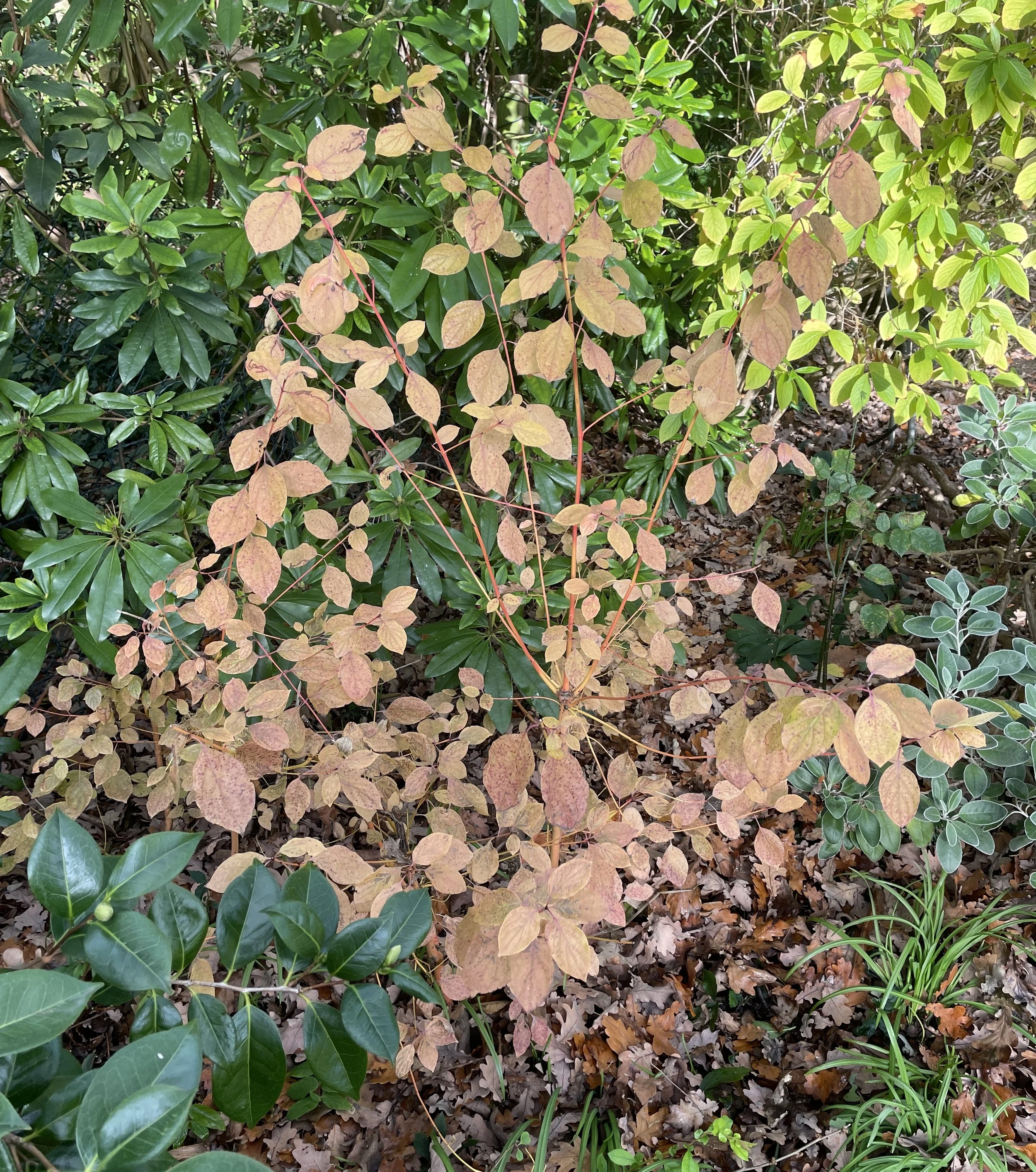 Cornus Midwinter Fire at Penny & Paul's. Wonderful buttery yellow foliage then bright orange stems shine all through winter. 25 Nov 2025