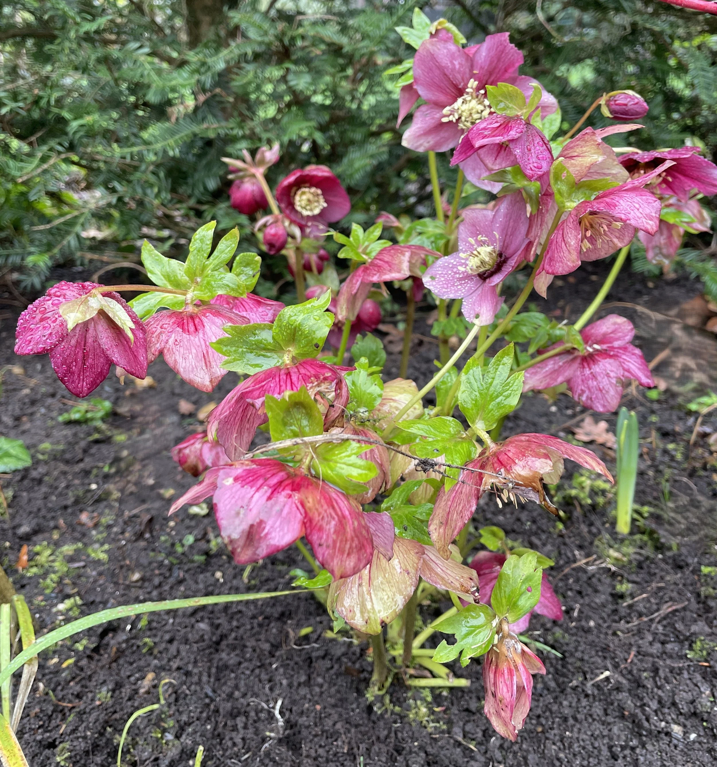 I just cant get enough hellebores this winter, fantastic year for them. This vivid pink at Penny and Paul's is a stunner. 11 Feb 2026