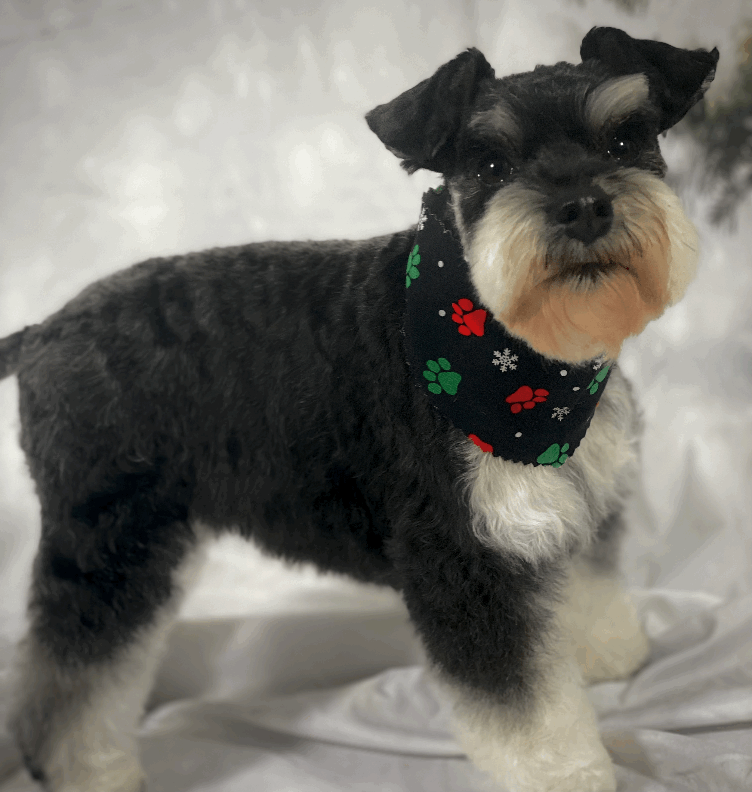 Miniature Schnauzer