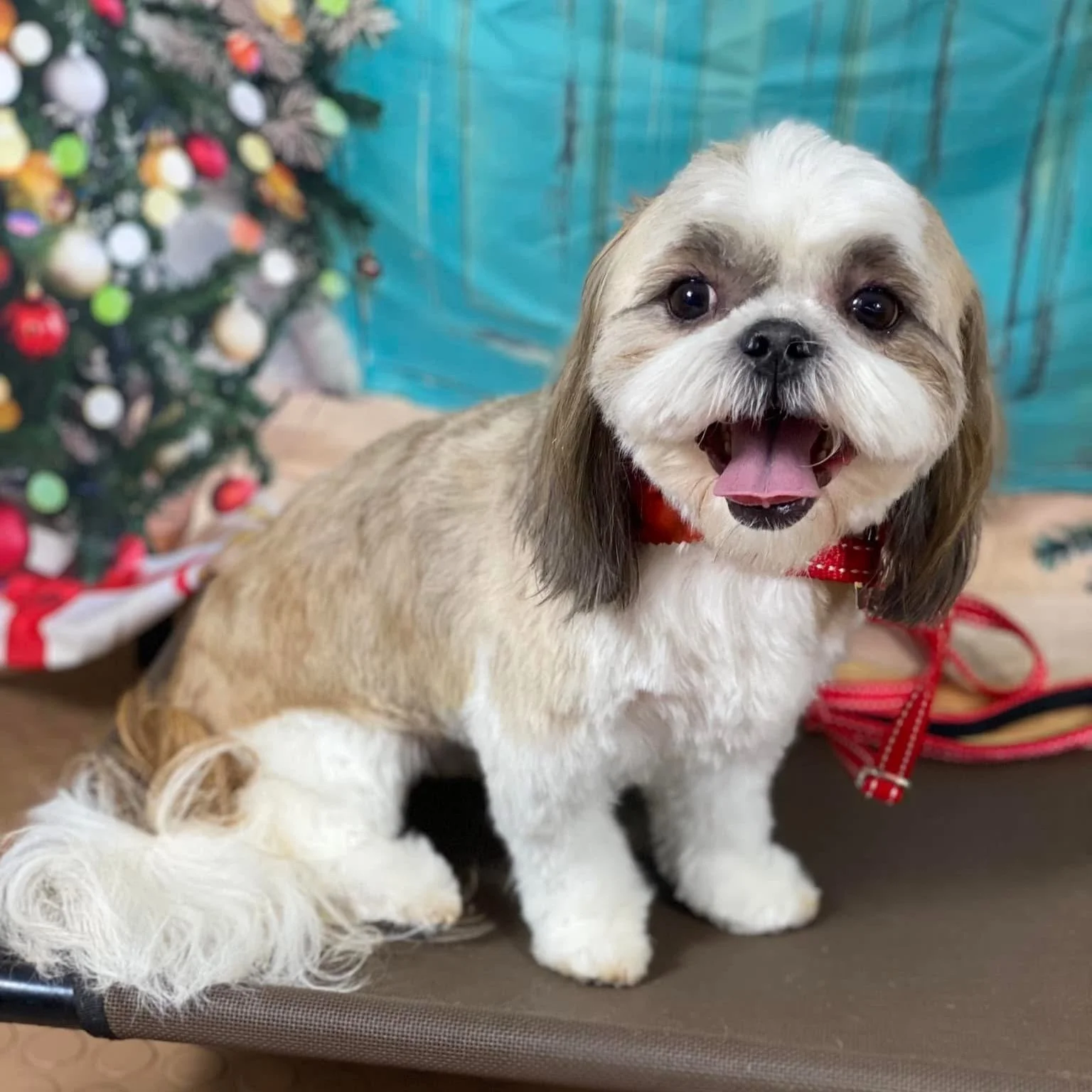 Shih Tzu