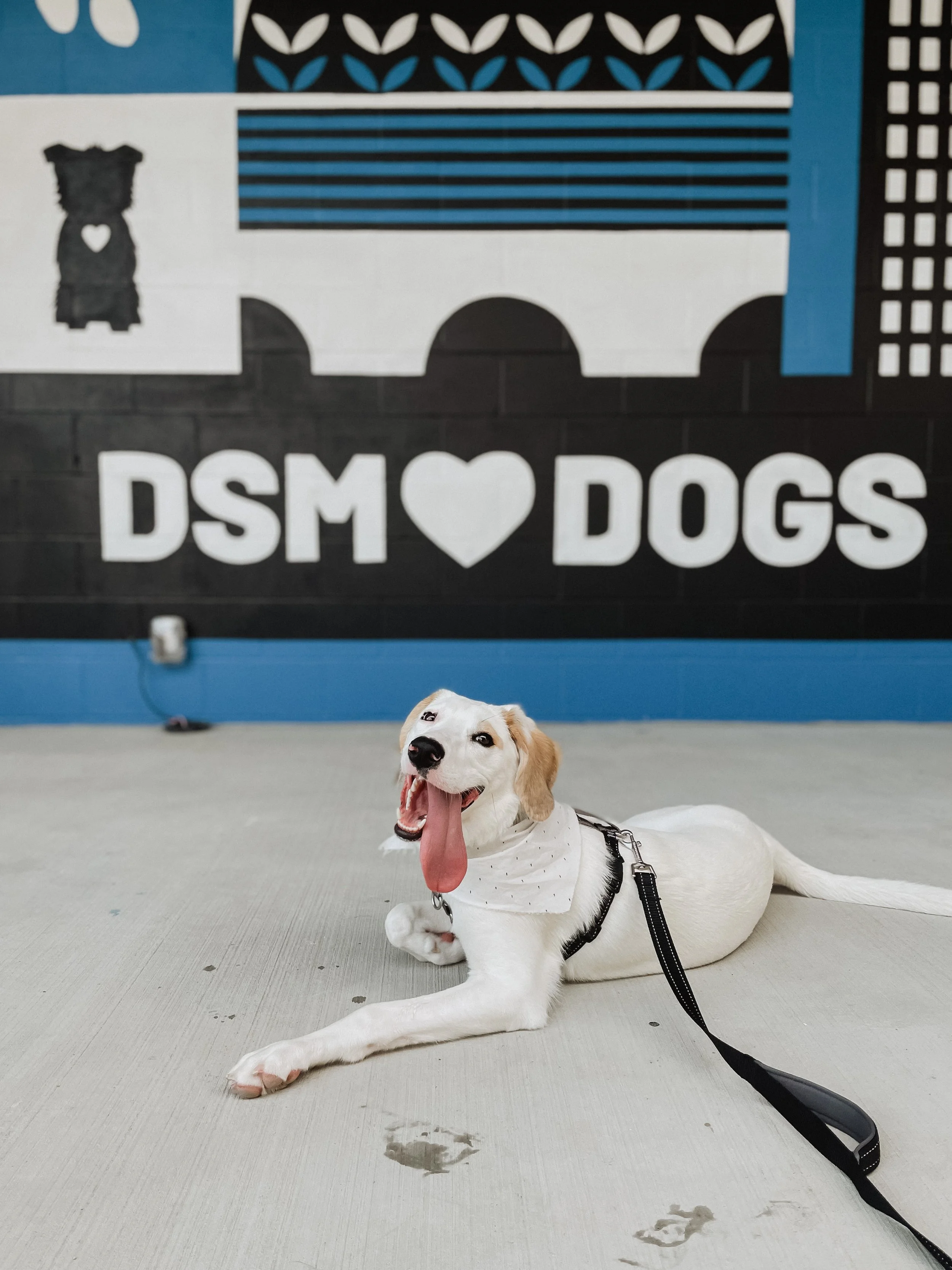 dog with tongue hanging out in front of DSM heart DOGS mural at Paws &amp; Pints