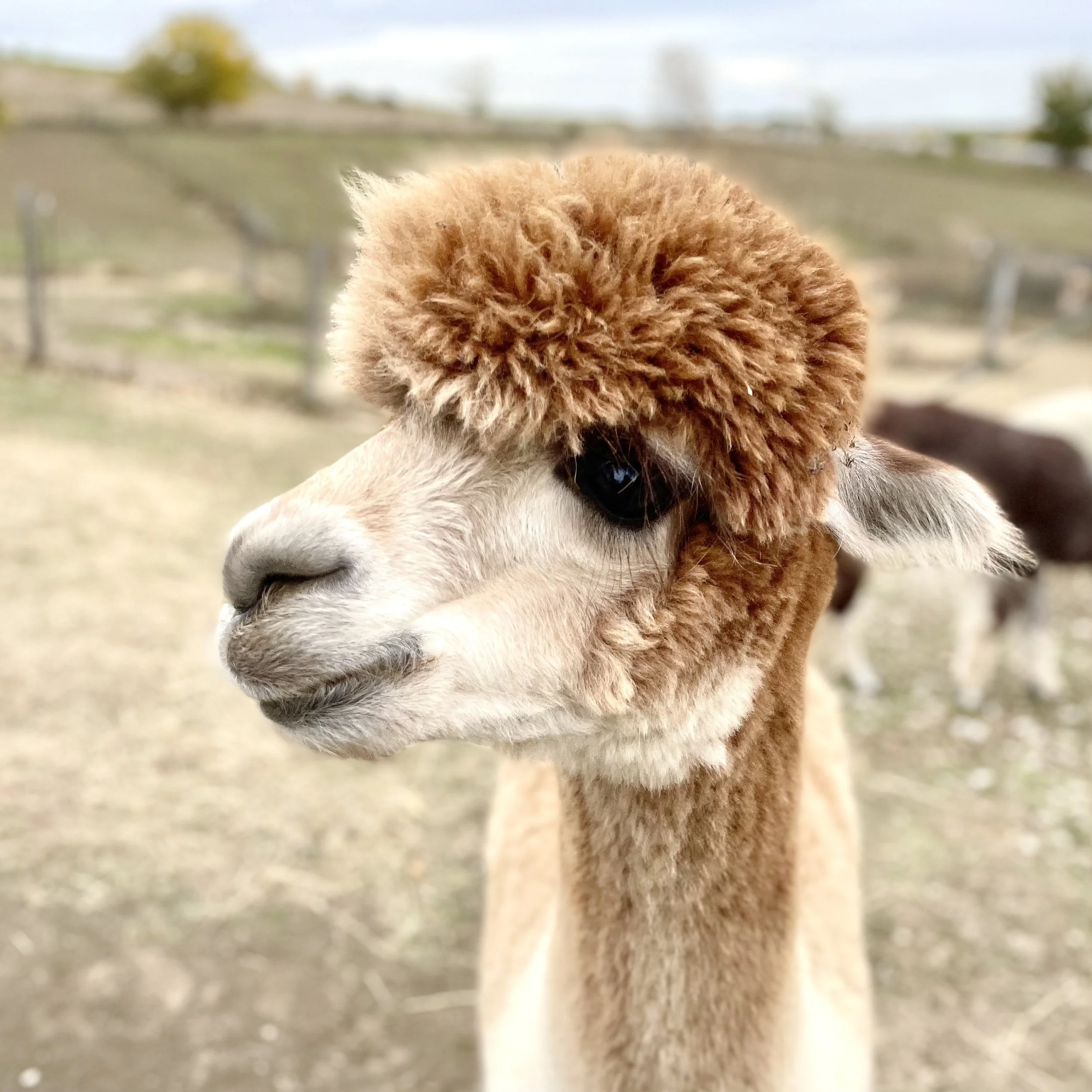 an alpaca's head at Rusty Stars Alpaca farm