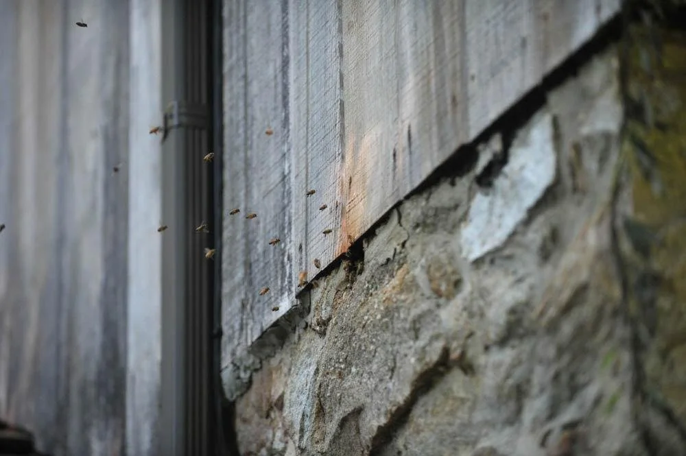 Bee Secret Entrance.jpg