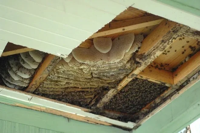 Bee Removal Ranch House Porch Roof.jpg