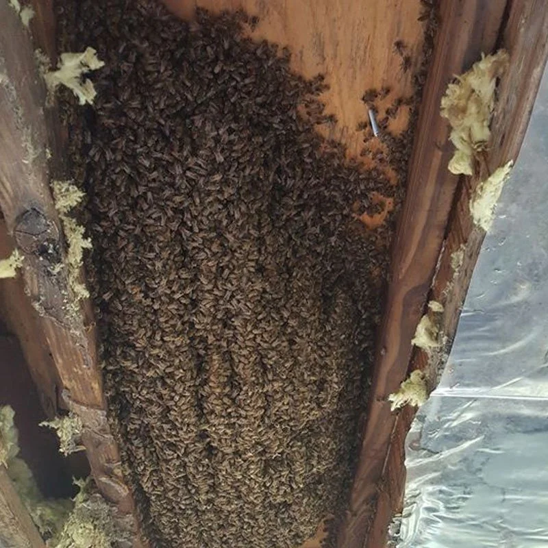 Bee Infestation.jpg