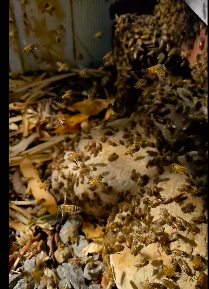 Screen Shot 2025-04-23 at 1.47.03 PM.png