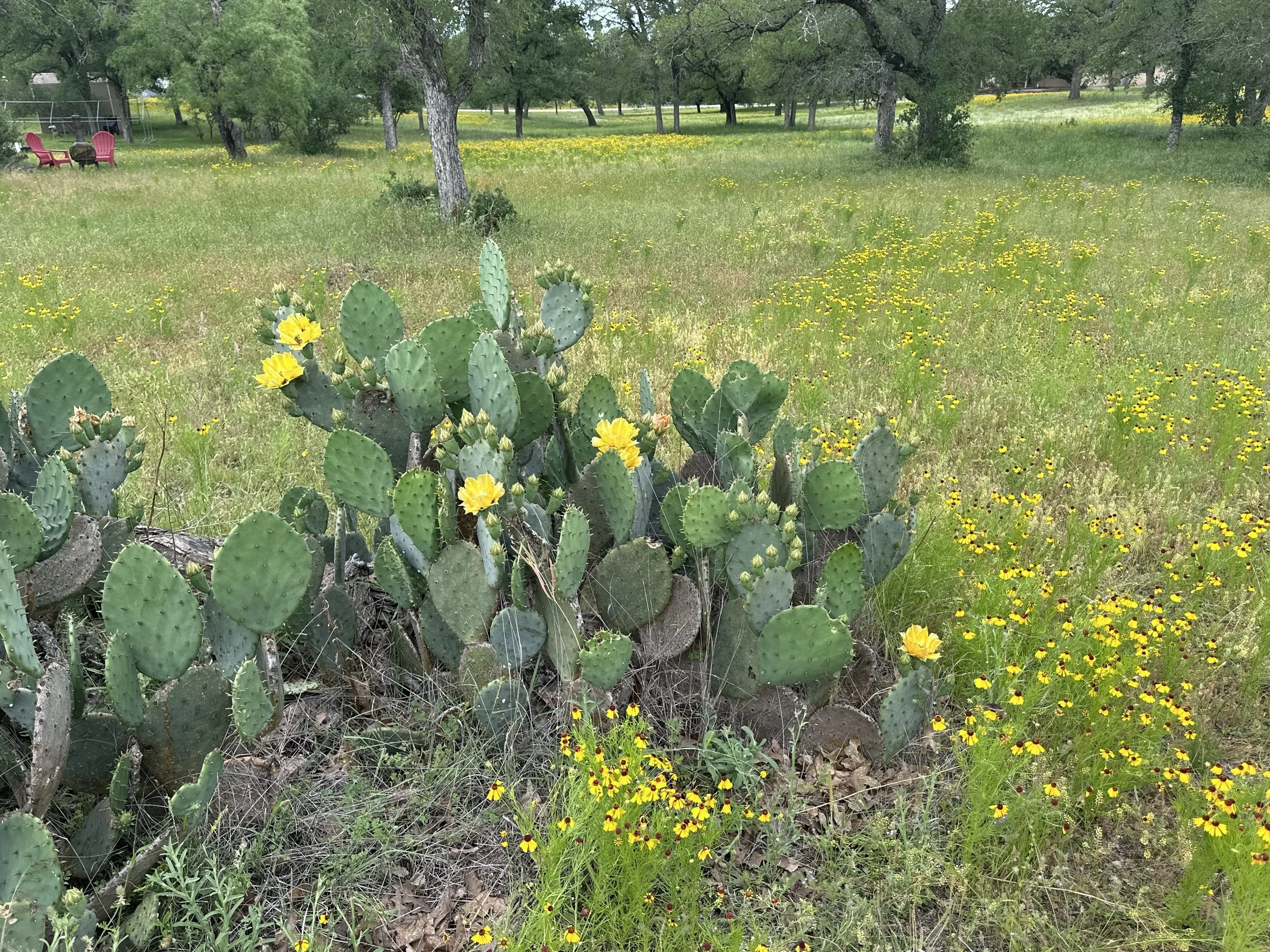 Prickly Pear Cactus Blooming Llanorado.jpeg