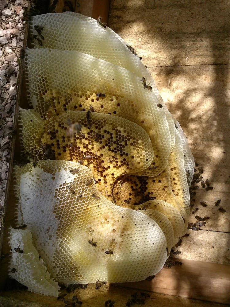 honeycomb in a wild hive.jpg