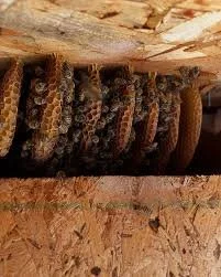 Bee Rescue under deck .jpeg