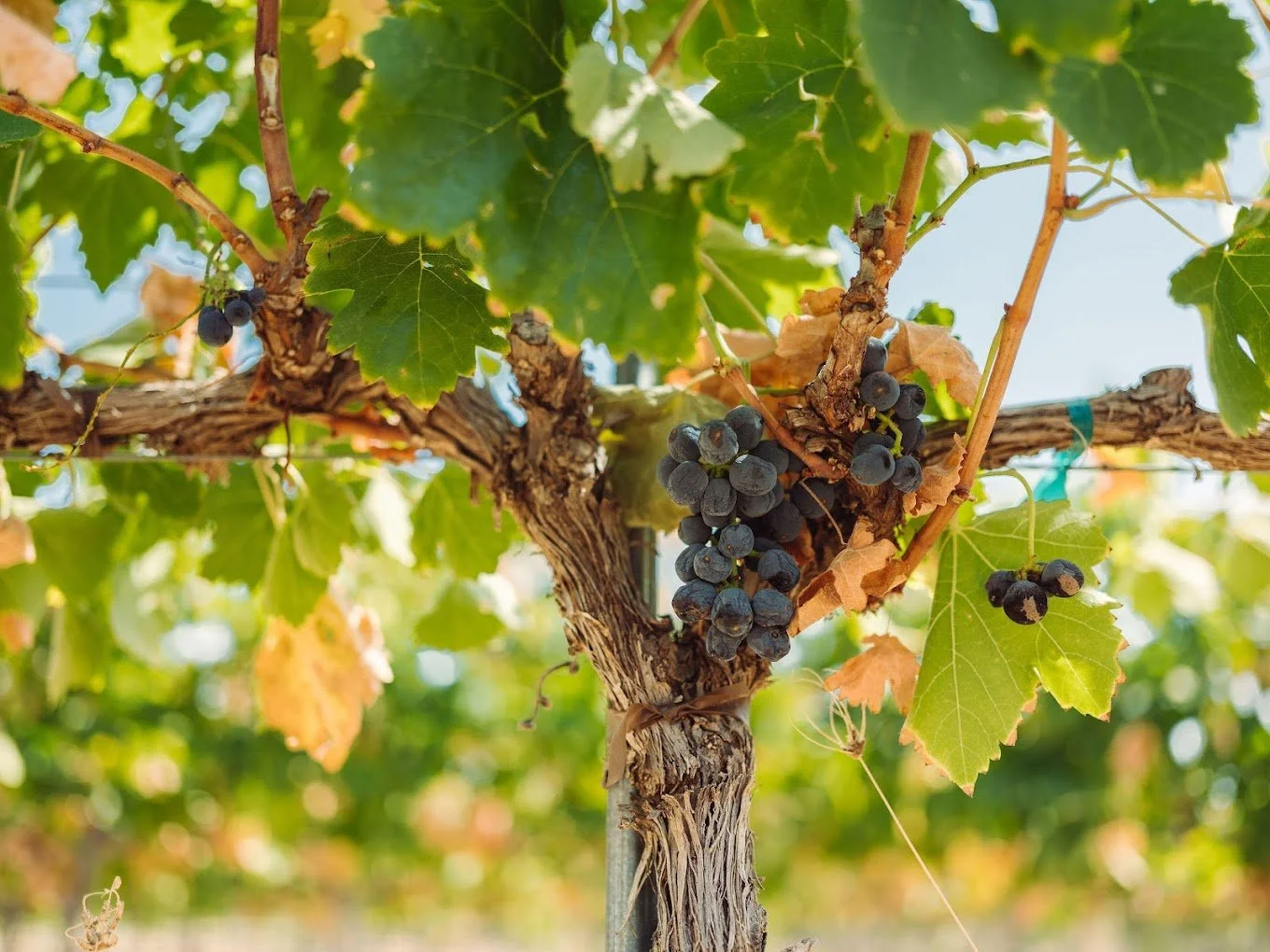 grapes llano county.jpg