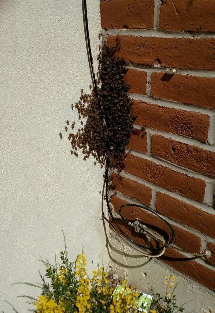 house exterior hive in crevice of bricks .jpg