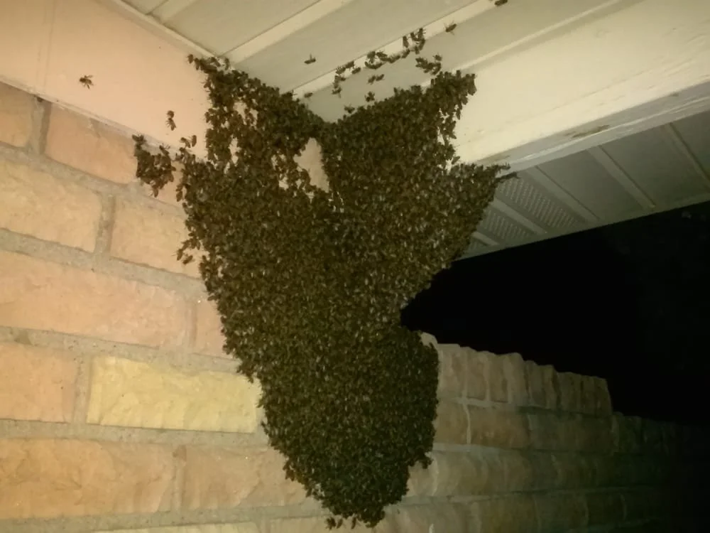 swarm on house late summer.jpg