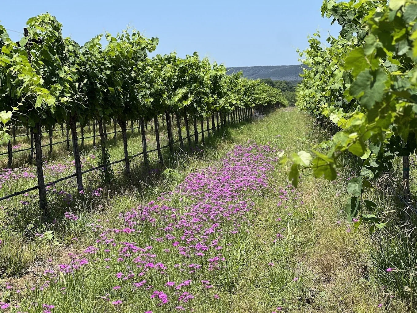 uplift vineyard llano county.jpg