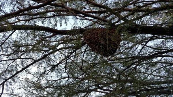 bee swarm in mesquite tree.jpg