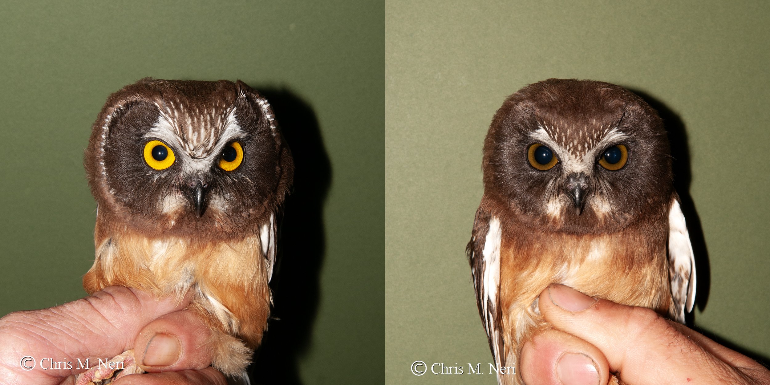 The Summer Owl banding Begins