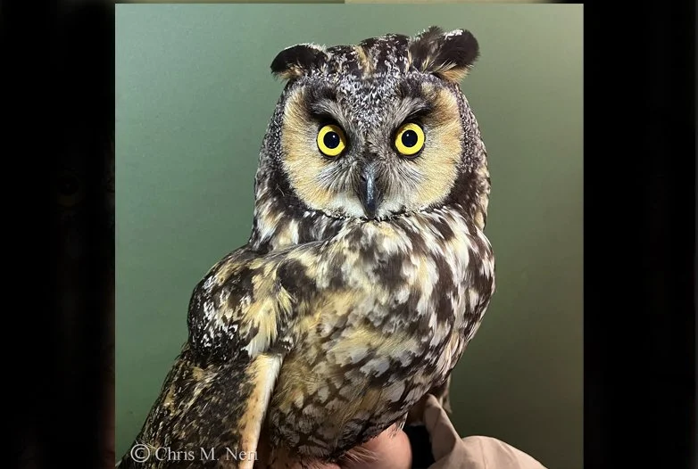 The Summer’s first Long-eared Owl