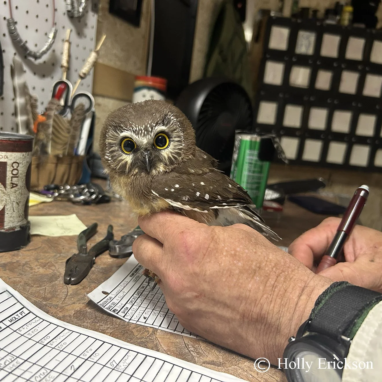 Late-July Owl Update