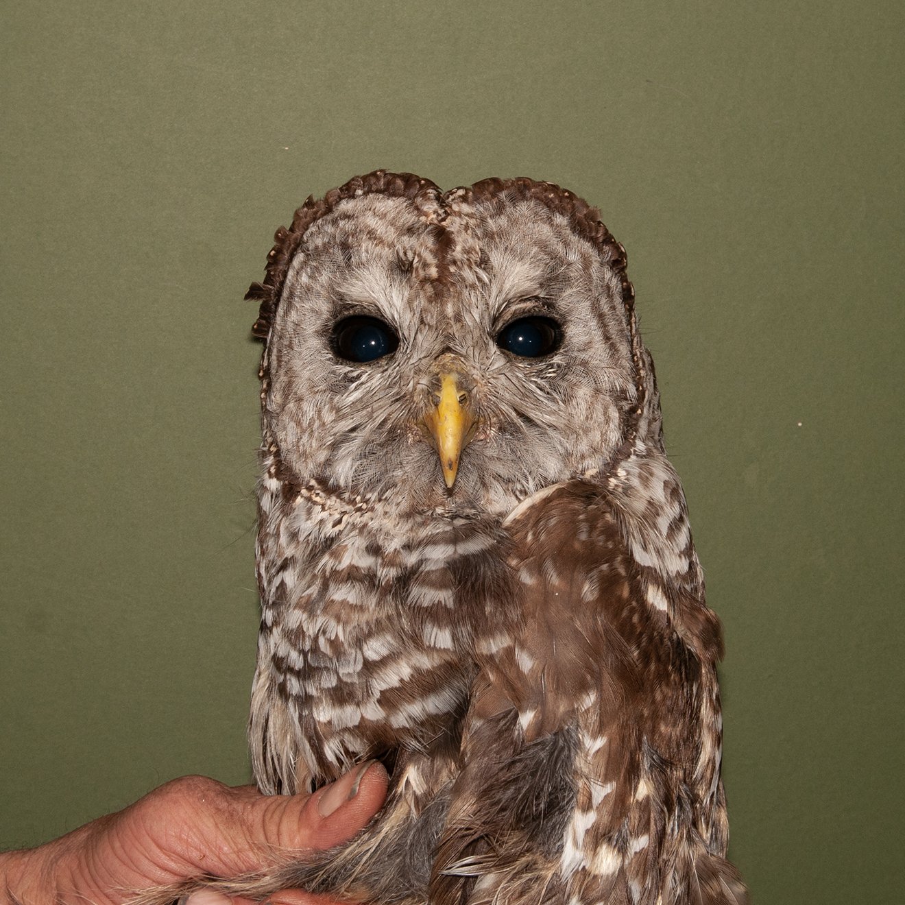 The Summer’s First Barred Owl