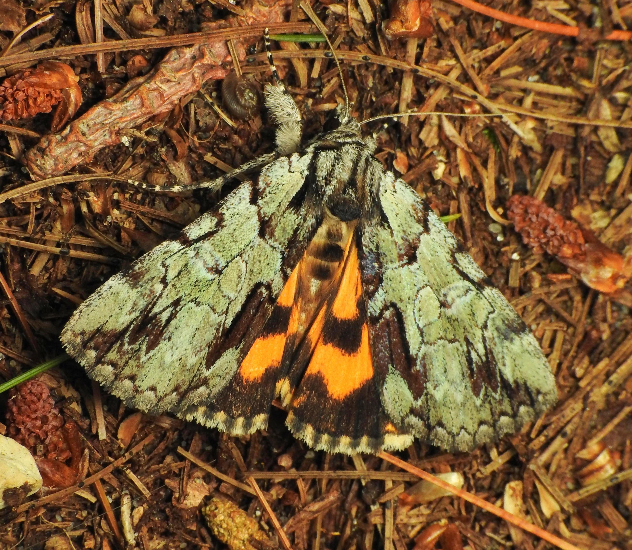 Moth Night (guest post)