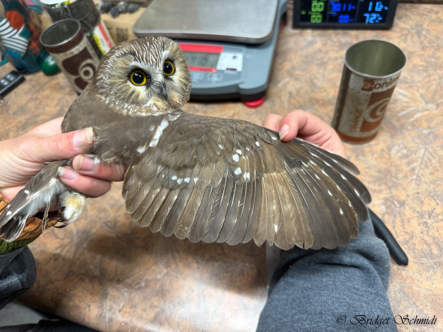 End of Fall banding season
