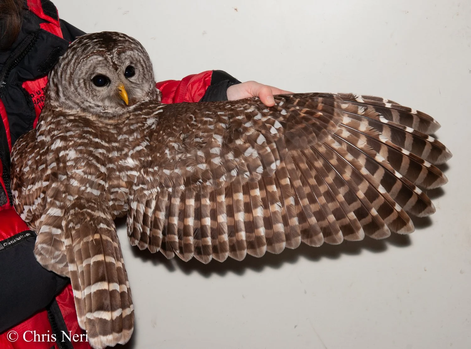 Unusual first owl of the season