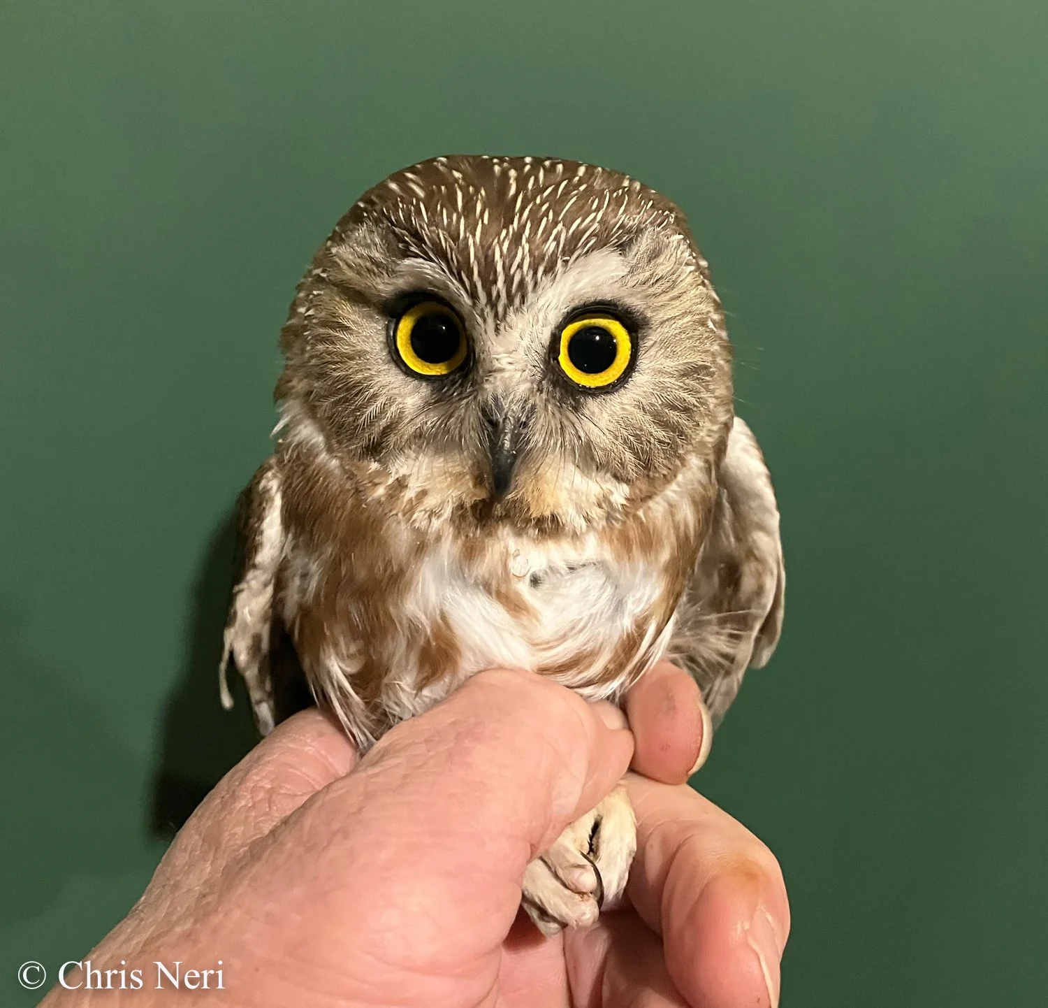 First week of Spring Banding