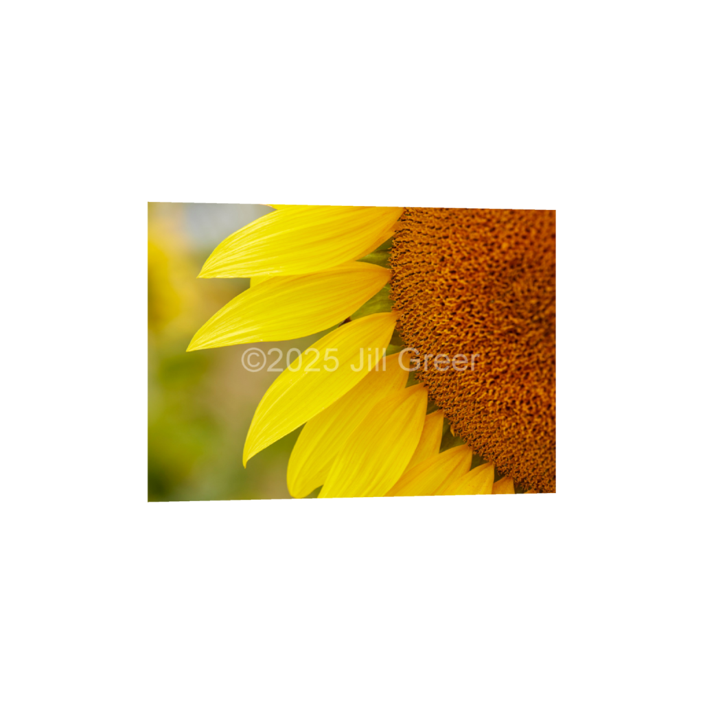 ptq_1_7_224_0_6272_4480_0_false_ffffff_0_0_90b25aaa5e573aee4aaf9d61afae7a08.png