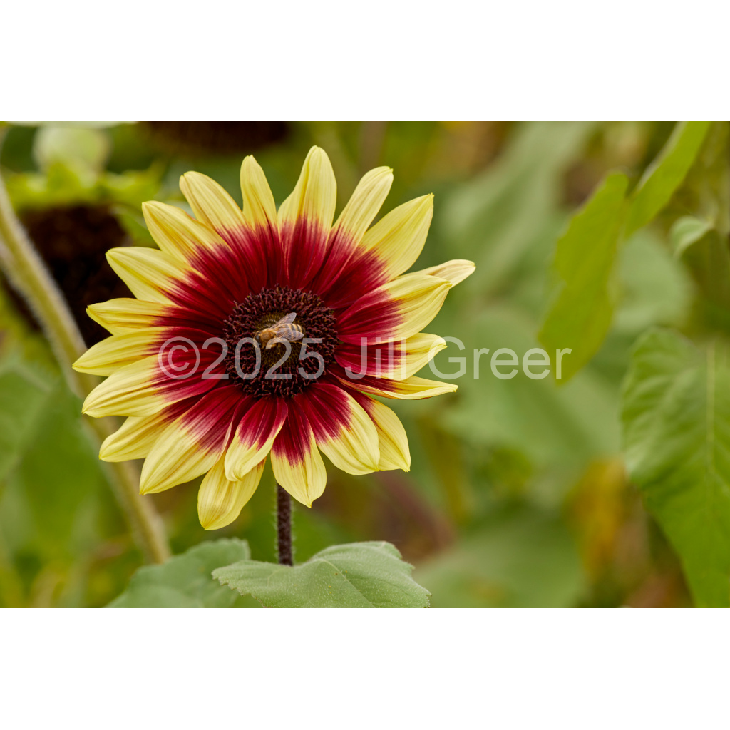 image_original_90b25aaa5e573aee4aaf9d61afae7a08.png