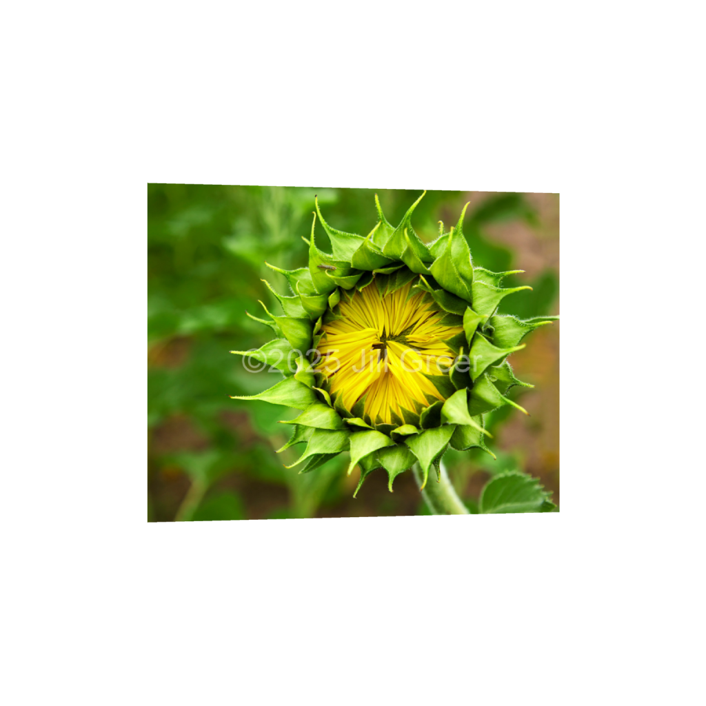 ptq_34_6_543_0_5430_4344_0_false_ffffff_0_0_90b25aaa5e573aee4aaf9d61afae7a08.png