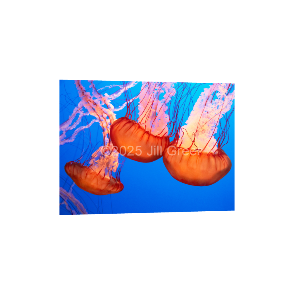 ptq_34_5_0_0_5120_3840_0_false_ffffff_0_0_90b25aaa5e573aee4aaf9d61afae7a08.png