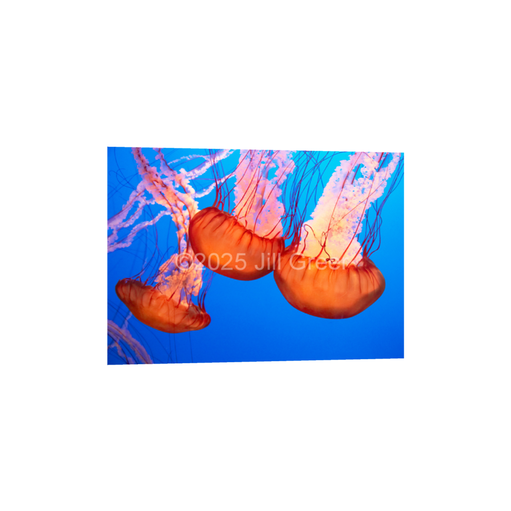ptq_34_7_0_0_5376_3840_0_false_ffffff_0_0_90b25aaa5e573aee4aaf9d61afae7a08.png
