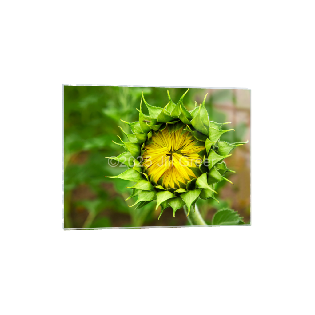 ptq_17_5_362_0_5792_4344_0_false_ffffff_0_0_90b25aaa5e573aee4aaf9d61afae7a08.png