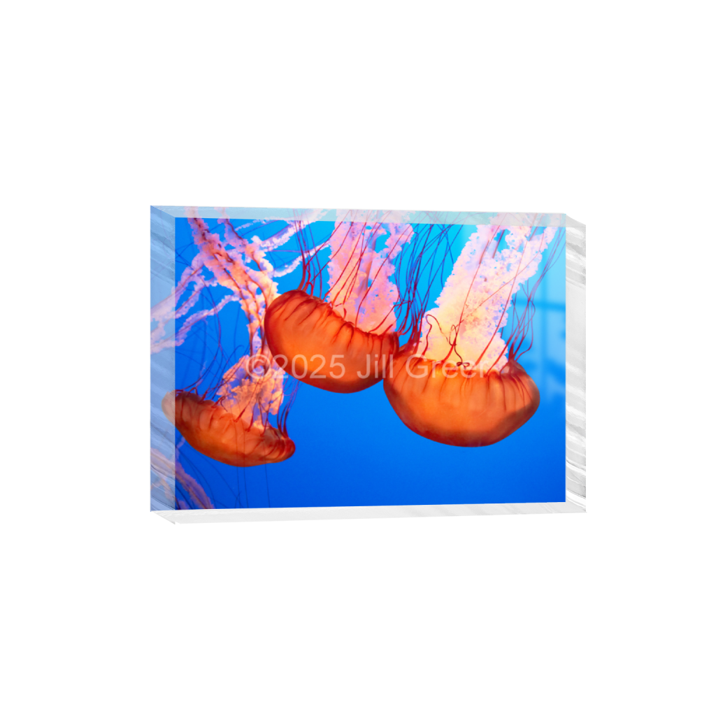 ptq_300_7_0_0_5376_3840_0_false_ffffff_0_0_90b25aaa5e573aee4aaf9d61afae7a08.png