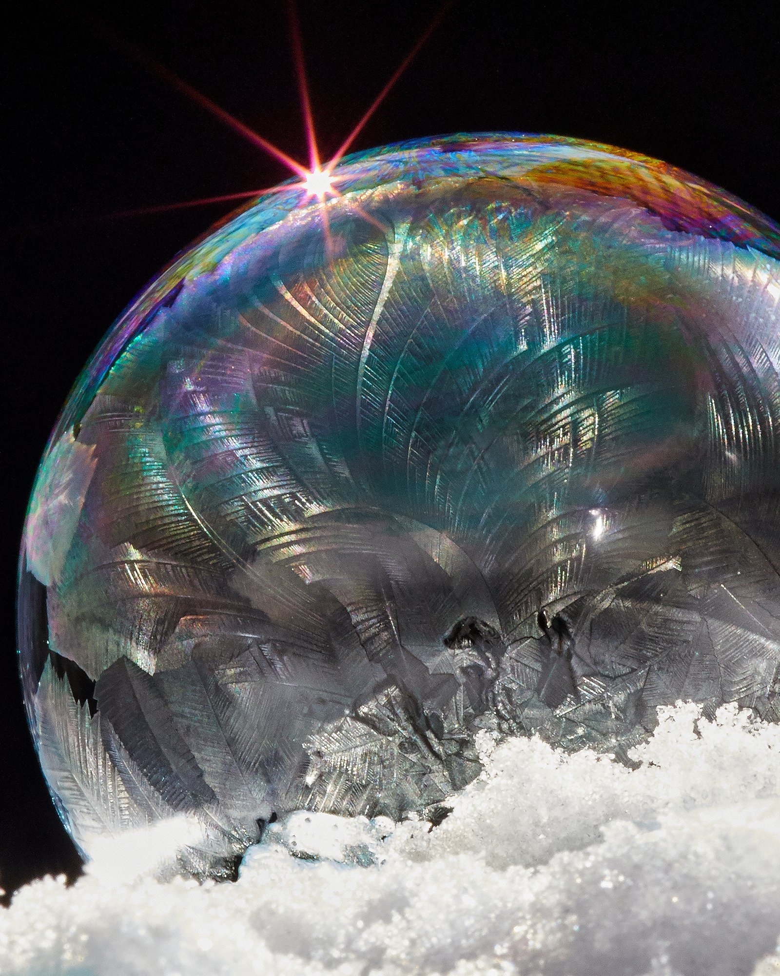 Frozen Feathers