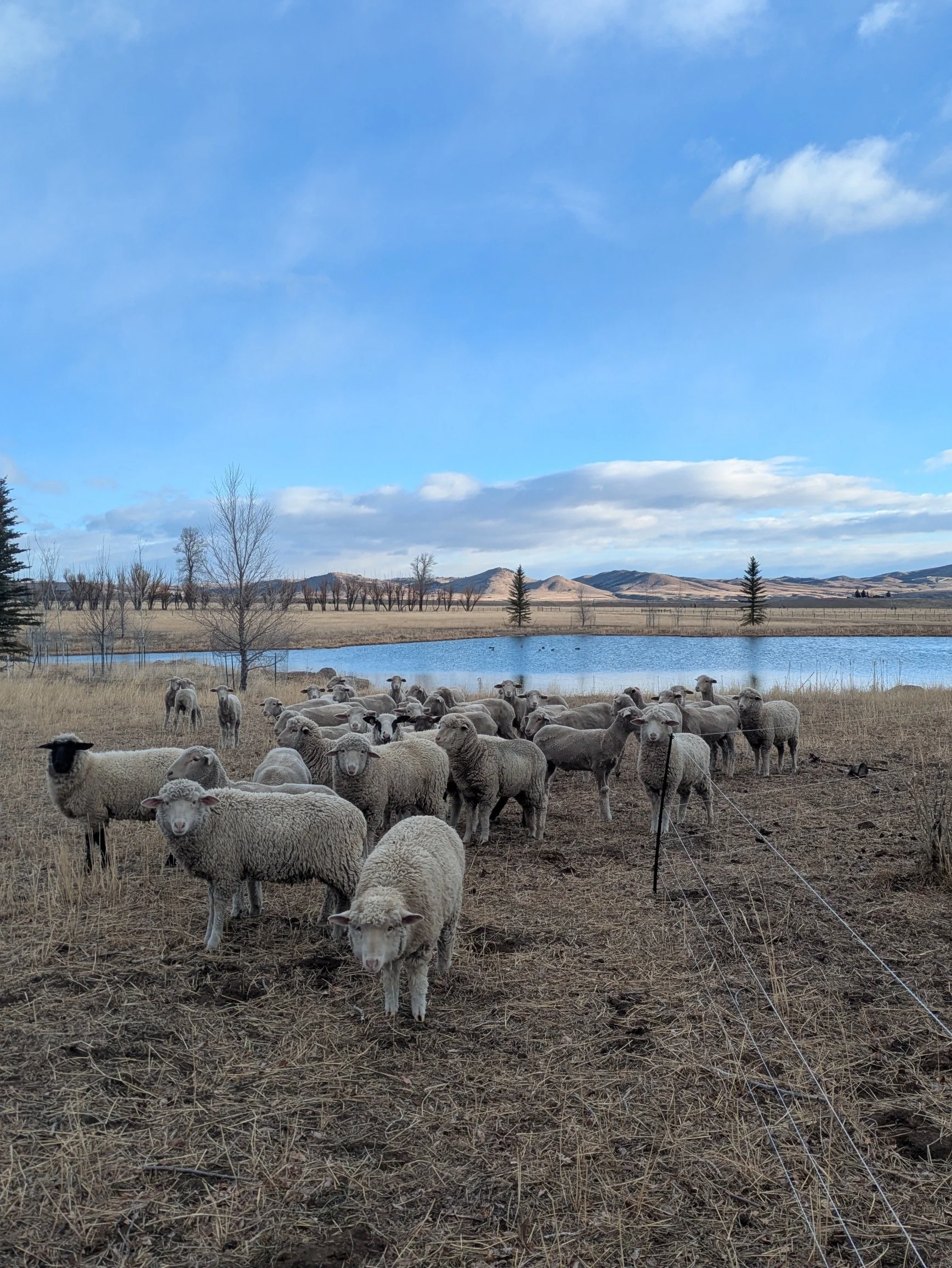 Regenerative Grass Fed Lamb